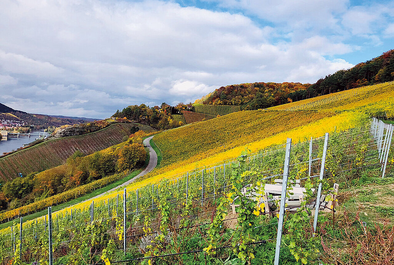 Petra Reichert-Südbeck