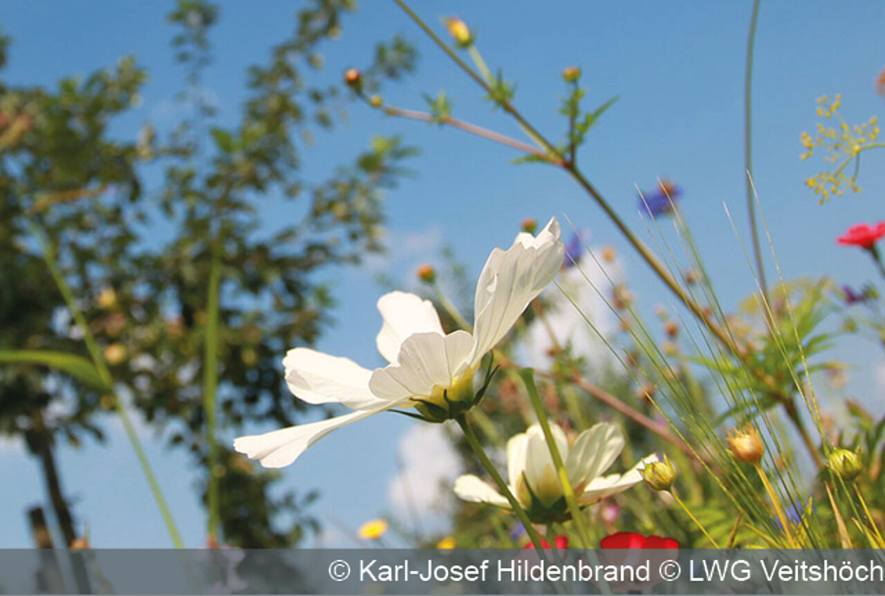 Karl-Josef Hildenbrand, LWG Veitshöchheim
