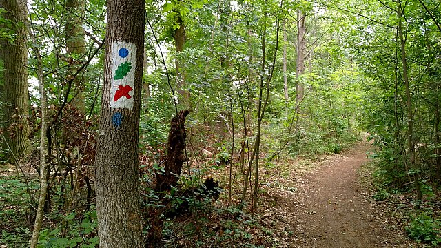 Schnepfe im Edelmannswald
