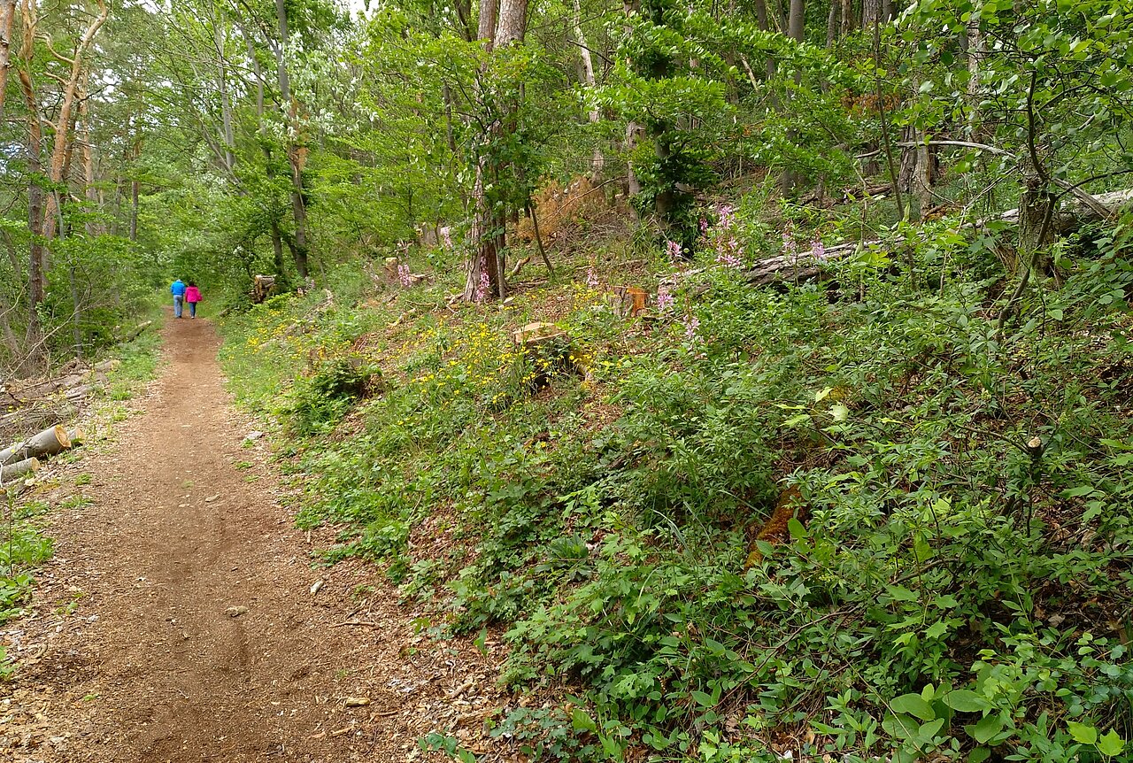 Eichblatt Wanderweg Veitshöchheim.jpg