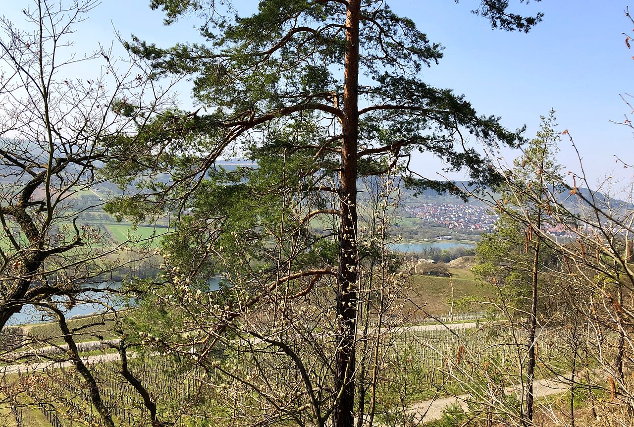 Edelmannswald.jpg