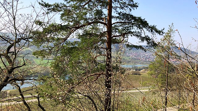 Edelmannswald