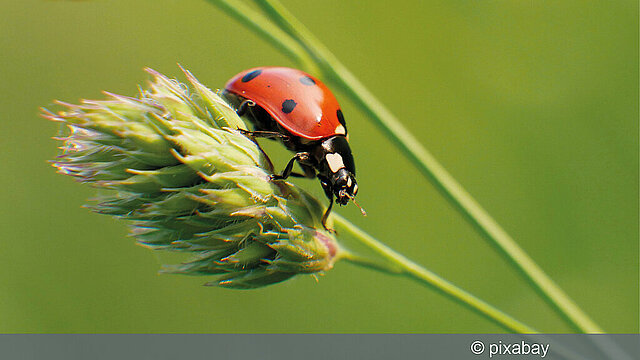 Den Garten entdecken: Workshops für Kinder