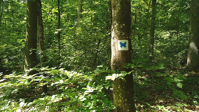 Schmetterling im Edelmannswald