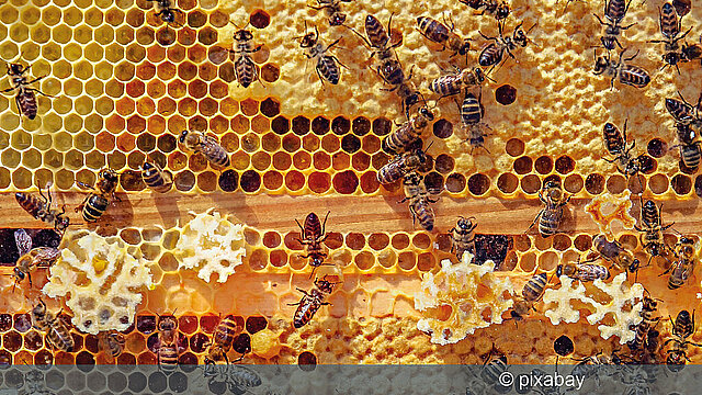 Kursangebot des Instituts für Bienenkunde und Imkerei