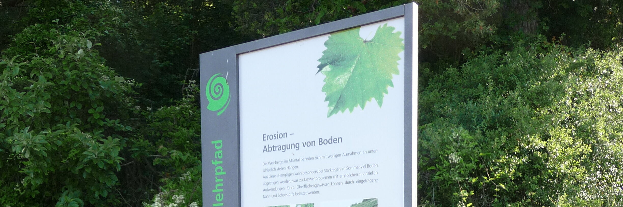 Informationstafel am Weinlehrpfad