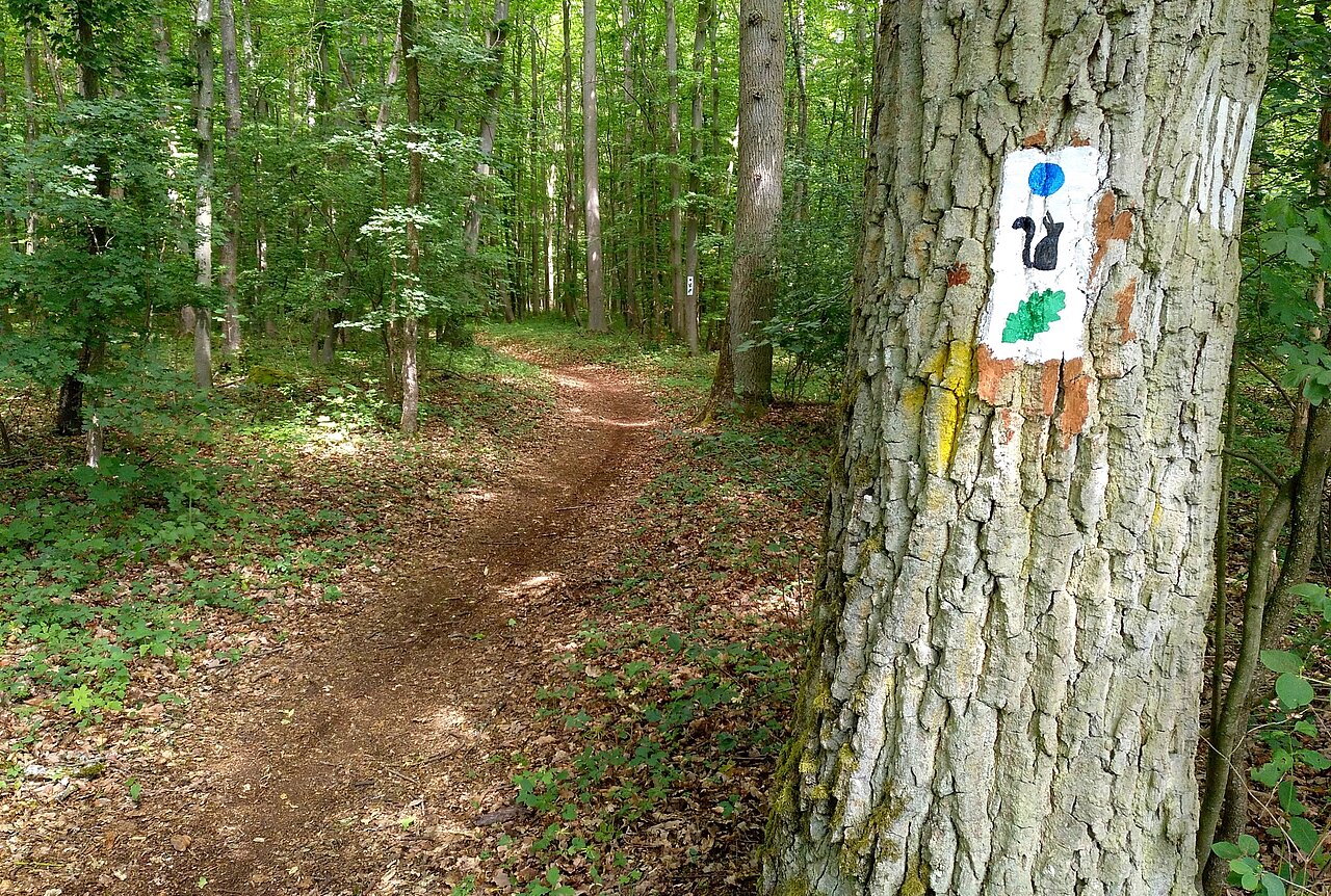 Wanderweg Blauer Punkt Veitshöchheim.jpg Wanderweg Blauer Punkt Veitshöchheim.jpg