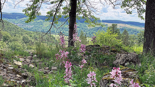 Natura Trail „Höhfeldplatte“