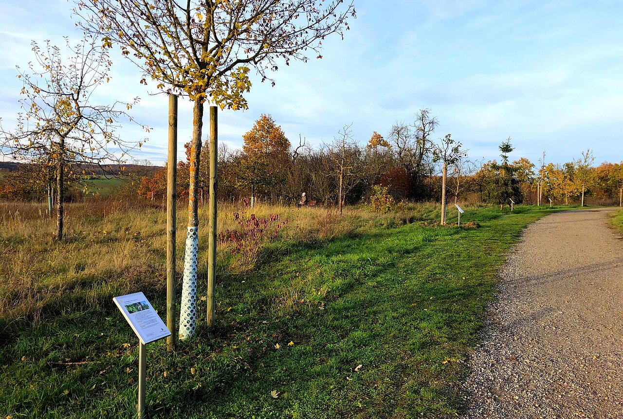 Weg der Jahresbäume in Veitshöchheim Weg der Jahresbäume in Veitshöchheim