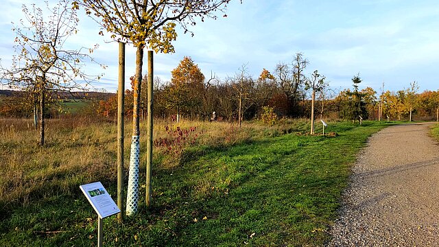 Weg der Jahresbäume